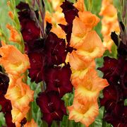 Gladiolus Midnight Blossom Blend Bulbs Alternate Image 1