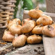 Gladiolus Midnight Blossom Blend Bulbs Alternate Image 2