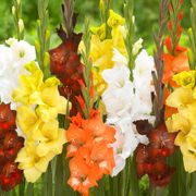 Gladiolus Sunrise Blend Bulbs Thumb