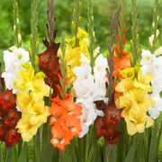 Gladiolus Sunrise Blend Bulbs Alternate Image 1