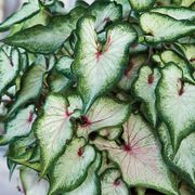 Caladium 'White Wonder' Bulbs Thumb