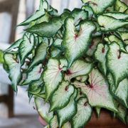 Caladium 'White Wonder' Bulbs Alternate Image 1