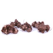 Caladium 'White Wonder' Bulbs Alternate Image 2