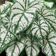 Caladium 'White Christmas' Bulbs Thumb
