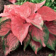 Caladium 'Pink Symphony' Bulbs Thumb