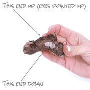 Caladium 'Pink Symphony' Bulbs Alternate Image 4