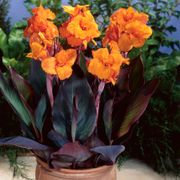 Canna 'Wyoming' Bulbs Alternate Image 1
