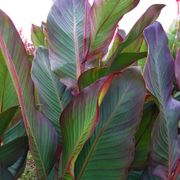 Canna World's Tallest Canna Lily Bulbs Thumb