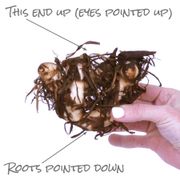 Canna World's Tallest Canna Lily Bulbs Alternate Image 3