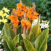 Canna 'Bengal Tiger' Bulbs Alternate Image 1