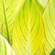 Canna 'Bengal Tiger' Bulbs Alternate Image 4