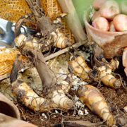 Canna 'Bengal Tiger' Bulbs Alternate Image 5