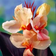 Canna 'Angel Martin' Bulbs Thumb