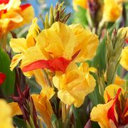 Canna 'Cleopatra' Bulbs Thumb