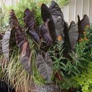 Colocasia 'Diamond Head' Elephant Ear Bulb Thumb