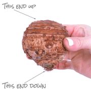 Colocasia 'Diamond Head' Elephant Ear Bulb Alternate Image 3