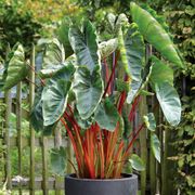 Colocasia 'Hawaiian Punch'  Elephant Ear Bulb Thumb