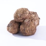 Colocasia 'Hawaiian Punch'  Elephant Ear Bulb Alternate Image 1