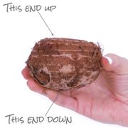 Colocasia 'Hawaiian Punch'  Elephant Ear Bulb Alternate Image 3