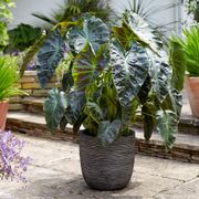 Colocasia Royal Hawaiian&reg; Aloha Elephant Ear Bulb Thumb