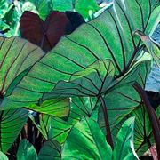 Colocasia Royal Hawaiian&reg; Blue Hawaii Elephant Ear Bulb Alternate Image 2