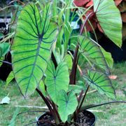 Colocasia Royal Hawaiian&reg; Blue Hawaii Elephant Ear Bulb Alternate Image 3