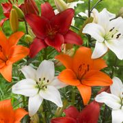 Lilium Perfect Pairing Summer Blend Asiatic Lily Bulbs Thumb