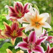 Lilium Tequila Sunrise Blend Oriental Lily Bulbs Thumb