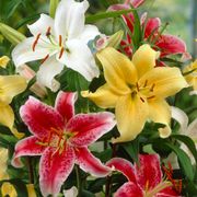 Lilium Fragrant Blend Oriental Lily Bulbs Thumb