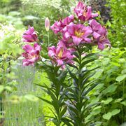 Lilium 'Purple Lady' Tree Lily Bulbs Alternate Image 1