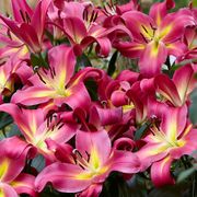 Lilium 'Empoli Tree Lily Bulbs Alternate Image 1