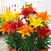 Lilium Sunset Patio Blend Asiatic Lily Bulbs Thumb