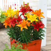Lilium Sunset Patio Blend Asiatic Lily Bulbs Alternate Image 1