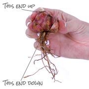 Lilium Non Stop Blooming Blend Asiatic Lily Bulbs Alternate Image 3