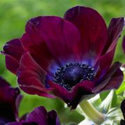 Anemone 'Meron Bordeaux' Windflower Bulbs Thumb