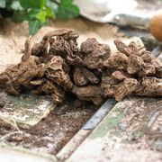 Anemone 'Meron Bordeaux' Windflower Bulbs Alternate Image 1