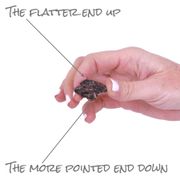 Anemone 'Meron Bordeaux' Windflower Bulbs Alternate Image 3