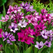 Babiana Mixed Baboon Flower Bulbs Thumb