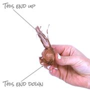 Babiana Mixed Baboon Flower Bulbs Alternate Image 5