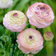 Ranunculus Double Picotee Buttercup Bulbs Thumb