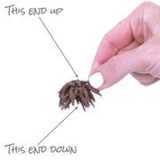 Ranunculus Double Yellow Buttercup Bulbs Alternate Image 3