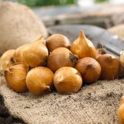 Iris 'Casablanca' Dutch Iris Bulbs Alternate Image 2