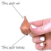 Iris 'Telstar' Dutch Iris Bulbs Alternate Image 5