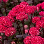 Sedum 'Red Cauliflower' Thumb