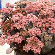 Sedum Sunsparkler&reg; Blue Pearl Thumb