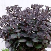 Sedum Sunsparkler&reg; Blue Pearl Alternate Image 2