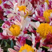 Paeonia 'Peppermint Stick' Peony Thumb