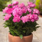 Paeonia 'Rome' Patio Peony Thumb