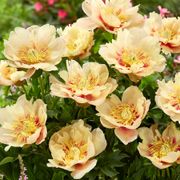 Paeonia 'Prairie Charm' Itoh Peony Thumb