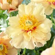 Paeonia 'Prairie Charm' Itoh Peony Alternate Image 2